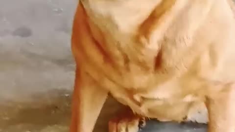 Dog sound||dog barking