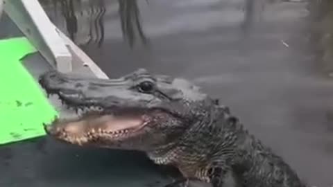Animal, dancing