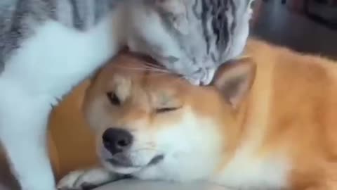 Dog and Cats Funny video