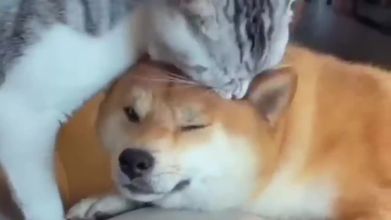 Dog and Cats Funny video