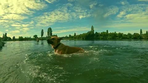 Dog Jumping in the river