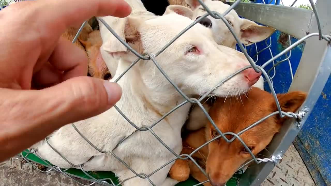 Pets Rescue | Rescued 14 dogs in the slaughterhouse