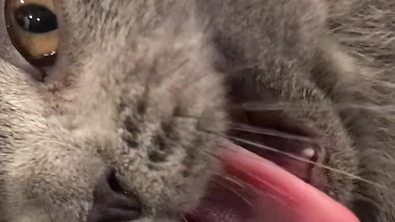 Baby Wolfy Playing on the Bed