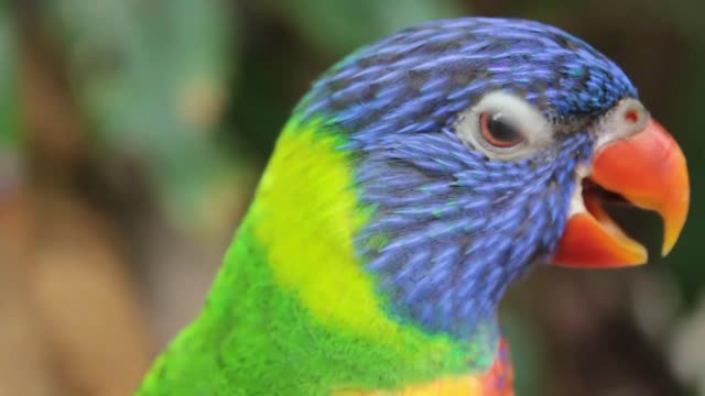 Beautiful parrot in forest