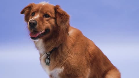 Dog training video