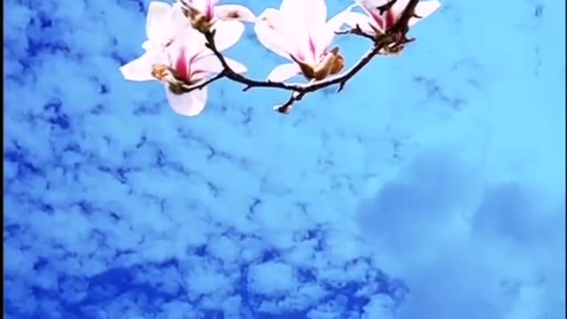 Tingling jade wind company, the sky high clouds light fragrance.