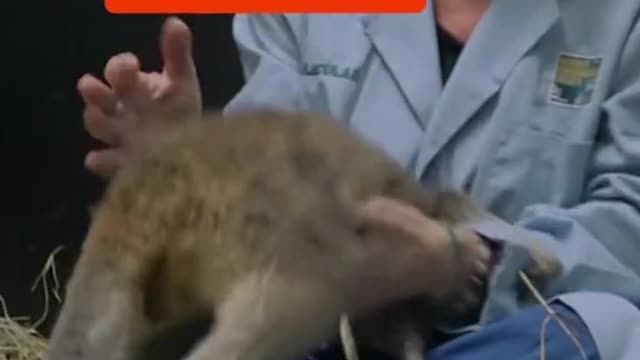 kangaroo