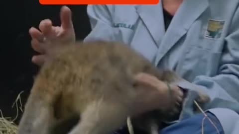 kangaroo