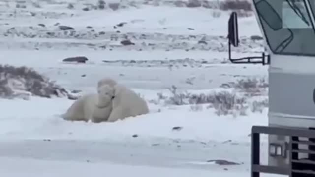 Polar BearsManitoba, Canada