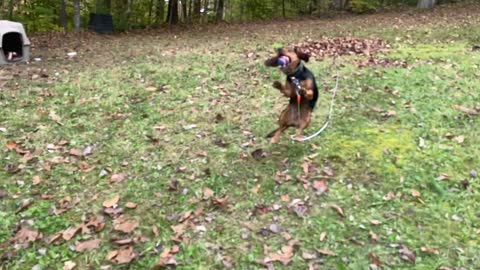 Happy Beagle catching ball, slow motion