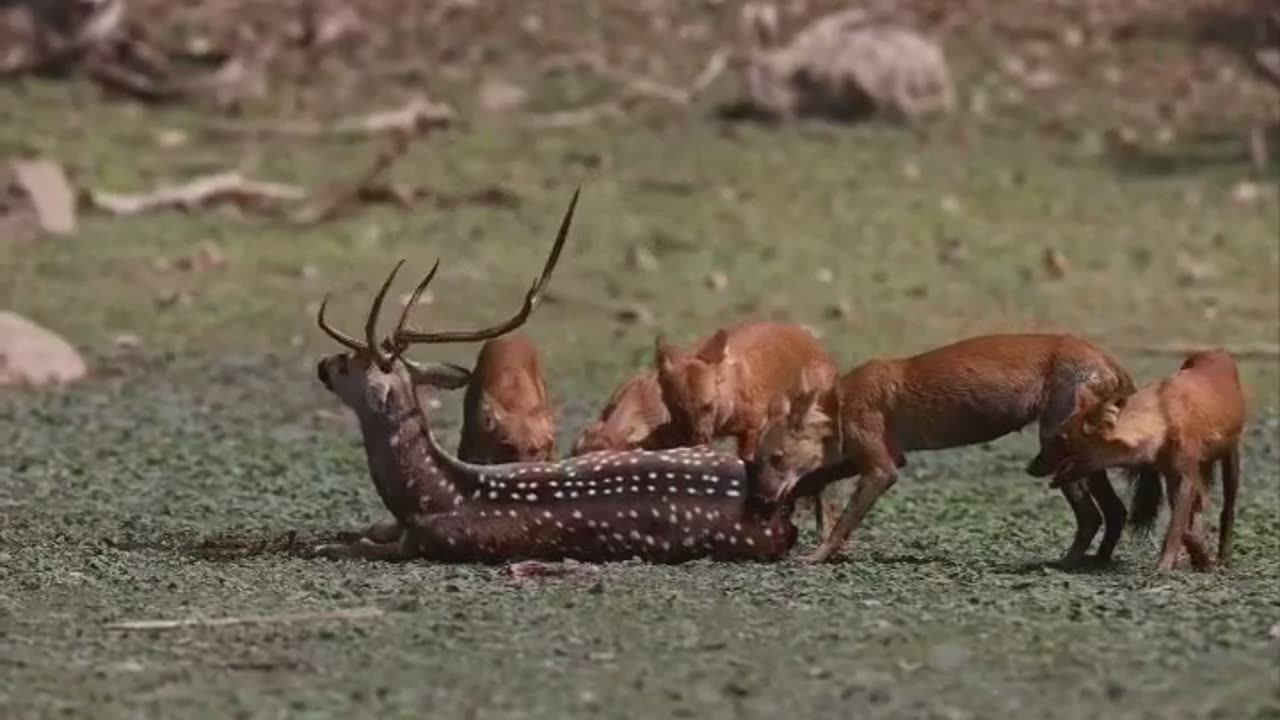 Wild Animals hunting deer