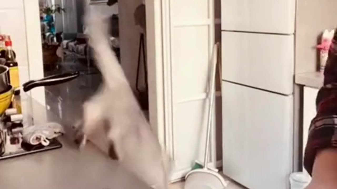 Funniest animal videos compilation 2023