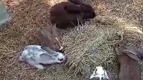 Bunny overload