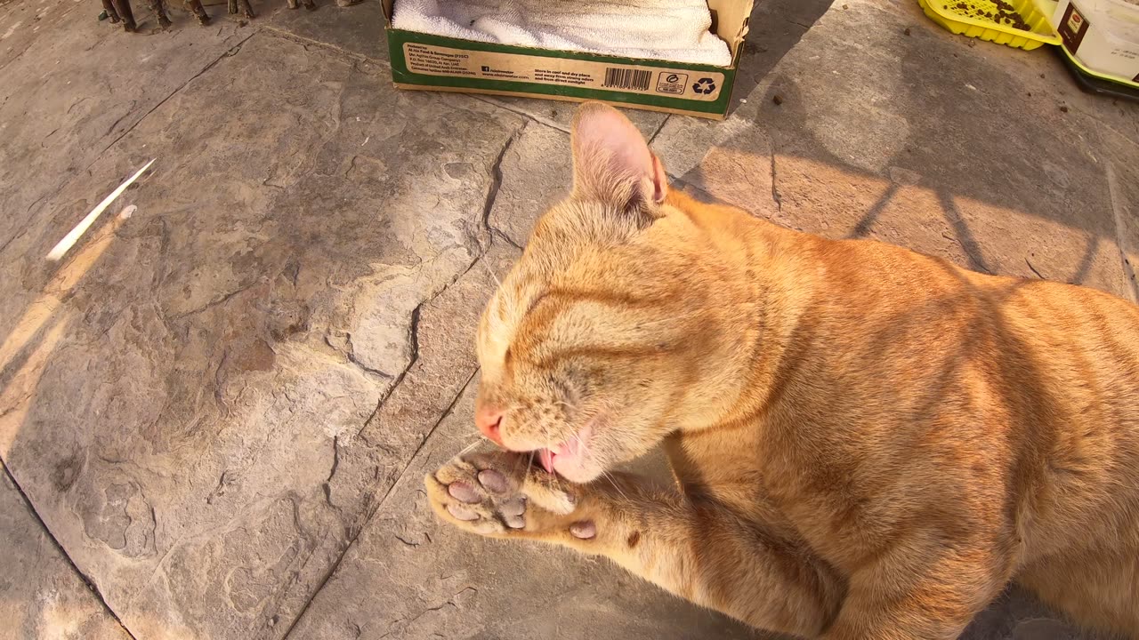 Homeless cats in UAE, Ras Al Khaimah: ED SHEERAN & MICHAEL JACKSON #cats #MichaelJackson #EdSheeran