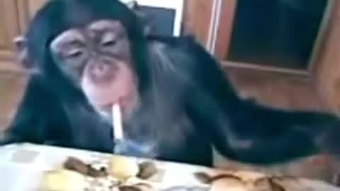 Monkey Smoking Funny video
