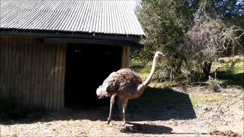 On Safari at Port Lympne Wild Animal Park