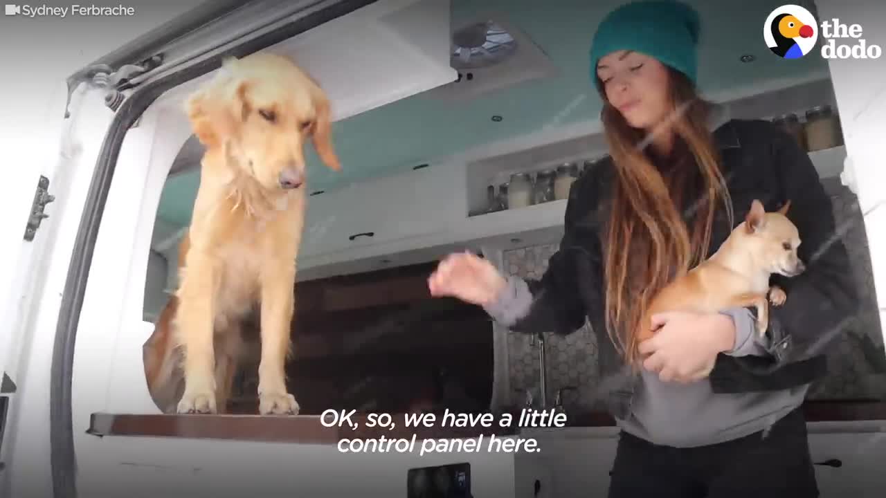 How To Live And Travel In A Van With Your Dog | The Dodo