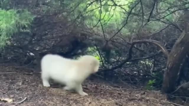 Funny animals - Funny cats / dogs - Funny animal videos / cat