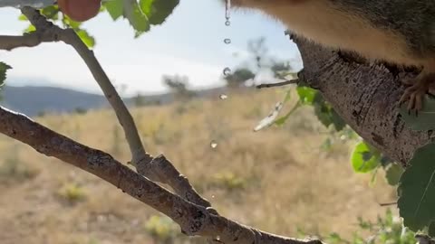 Thirsty Squirrel Drinks From Water Bottle