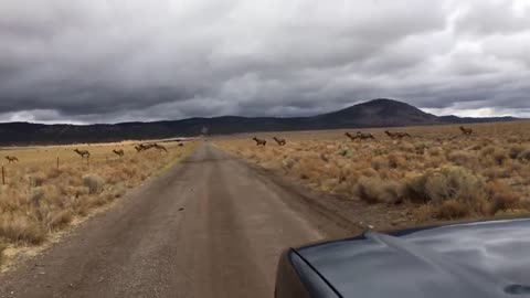 Bull Elk Trips on Fence and Dies