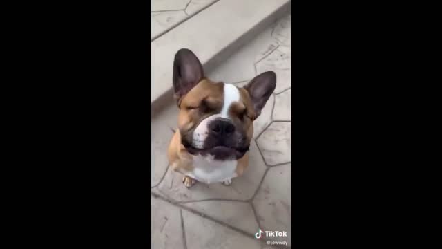 Amazing pet videos - try not to laugh