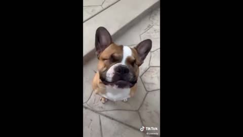 Amazing pet videos - try not to laugh