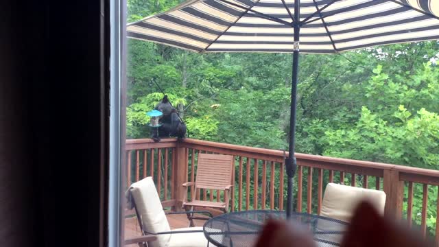 Bear Cub Discovers the Bird-feeders