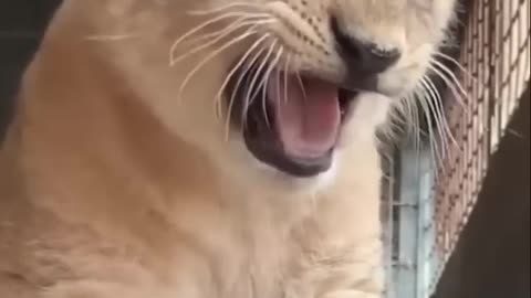 Baby Lion Cute Roaring and Walking