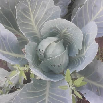 The first head of cabbage