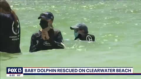 Baby dolphin rescued after being found in Florida crab trap_Cut