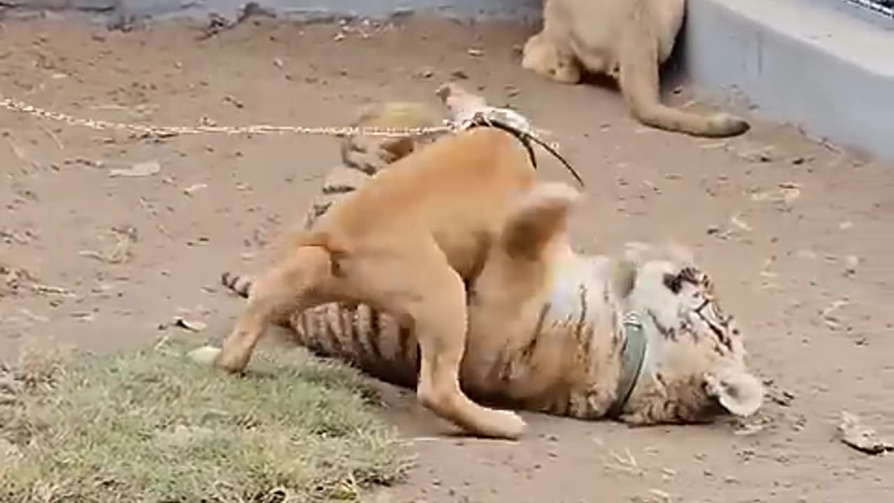 Dog playing baby tiger