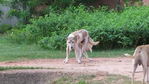 How Can They Take its Easy ?? Summer Dogs Get Stuck and Block One Lag With Darling || Lovely Pets