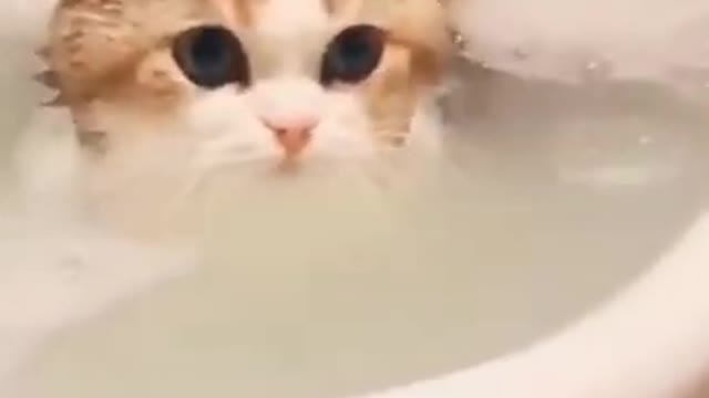 Cat try to learn swimming