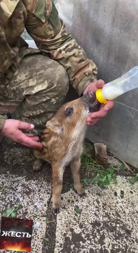 Ukrainian fighters are nursing a wild boar