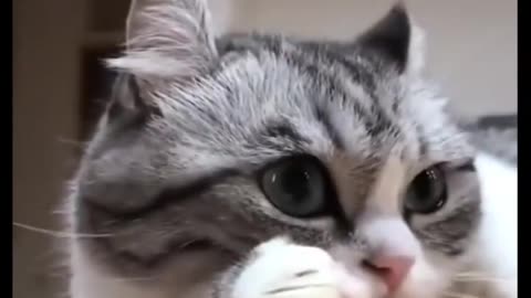 Funny animals videos