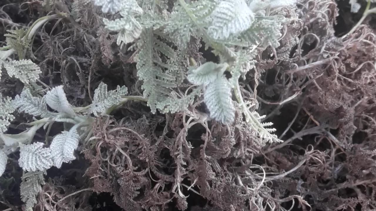 Herb Cineralia