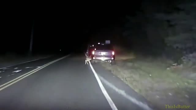 New Jersey Woman Hits Deer With Her Car, Deer Tries To Fight Her