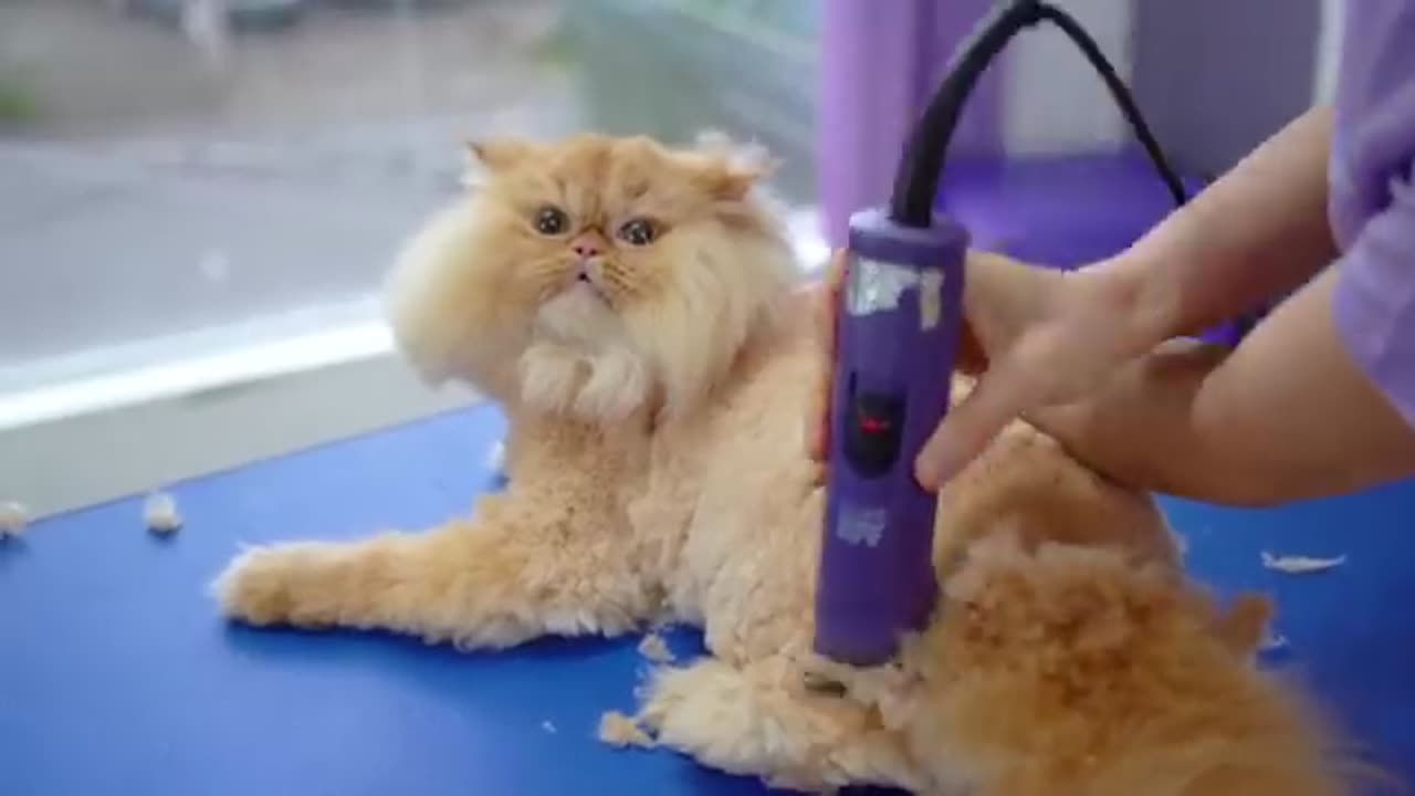 Beware_as_you_can_have_a_heart_attack!❤️🐱_Either_because_it's_too_cute_or_scary...
