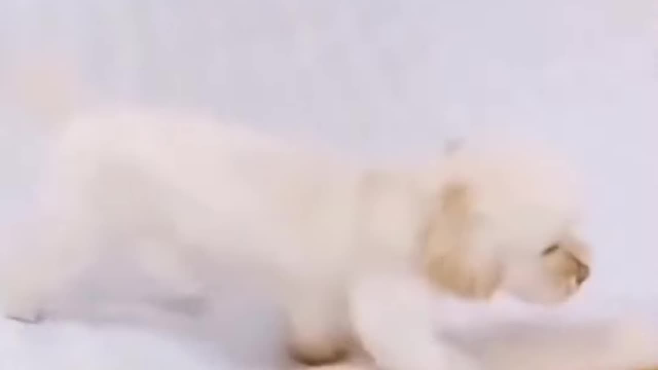 Dog taid video