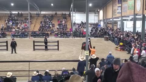 $100,000 Clydesdale Stallion at Topeka!