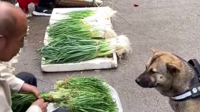 Funny Dog Feeling Love Videos 2021 HD videos | we love dogs - 54