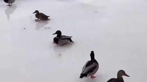 A DUCK SLIDE ON ICE 🧊