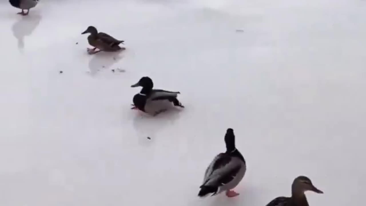 A DUCK SLIDE ON ICE 🧊