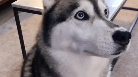 So cute so funny