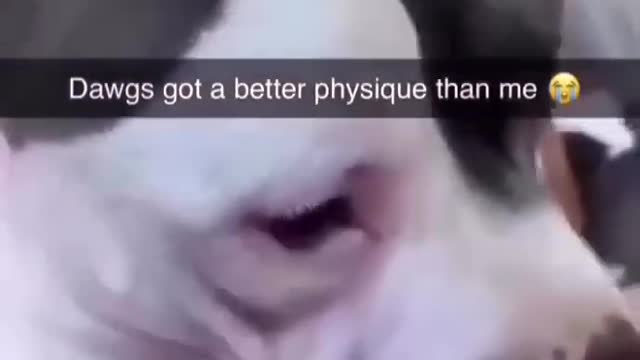 When Dog Got A Better Physique Than You