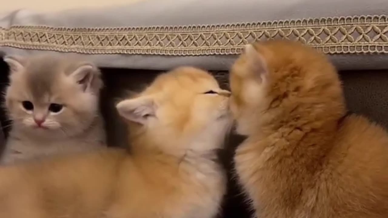 Funny cat videos 🥰