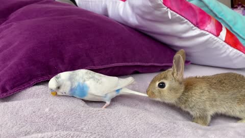 Golden Retriever and Baby Bunnies befriend with Budgie [Cuteness Overload]