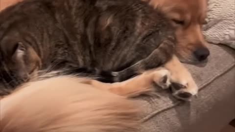 Sweetest cat and dog playtime together