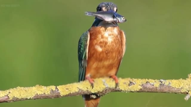 Amazing kingfisher