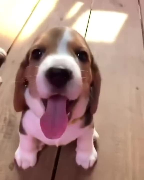 Beagle Puppies